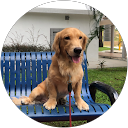 Cindy Yu profile picture